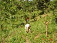 Credit: © Guillermo Valle, Rainforest Saver Beans planted after the Inga has been pruned.
