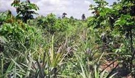Credit: © Guillermo Valle, Rainforest Saver Pineapples growing in an Inga alley
