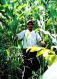Credit: © Antony Melville, Rainforest Saver Honduran farmer in tall maize