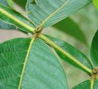Inga edulis