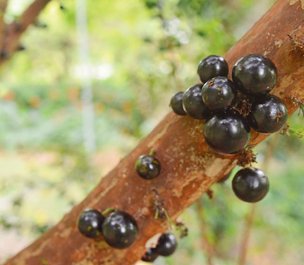 Credit: Alfredo Añez, and Richard Campbell, Edible South Florida Jaboticaba for the plucking at The Kampong