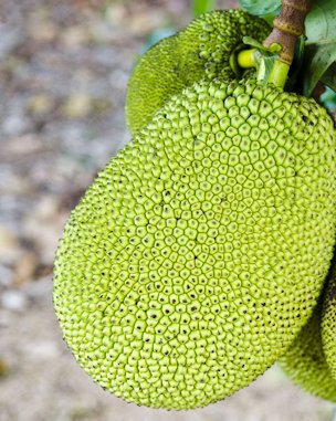 redit: Alfredo Añez, Fruit and Spice Park Jackfruit at Fruit and Spice Park.