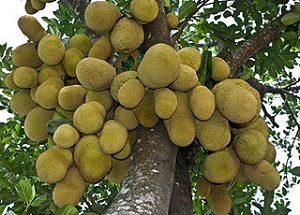 Jackfruit, the national fruit of Bangladesh