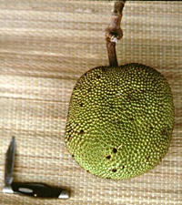 Credit: © 2007 Virtual Herbarium ‘Cochin’
