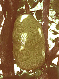 Credit: © 2007 Virtual Herbarium ‘Dang Rasimi’