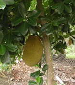 Credit: Ian Maguire UF/IFAS/TREC 'Gold Nugget'