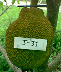 Credit: © 2007 Virtual Herbarium ‘J-31'