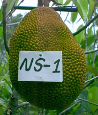 Credit: © 2007 Virtual Herbarium ‘NS1'