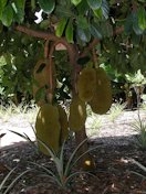 Credit: Asit K. Ghosh Thaumaturgist , Wikimedia Commons Black Gold" Jakfruit (Artocarpus heterophyllus / Moraceae) at the Fairchild Tropical Botanic Garden, Coral Gables, Florida