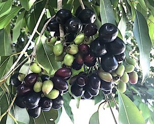 Credit: Green Deane The Java Plum, or Jambul Fruit, is very high in tannins.