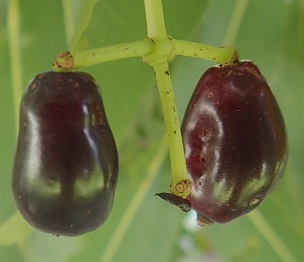 Credit: Green Deane Ripe Jambul (Syzygium cumini) fruit