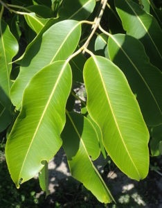 Credit: Green Deane Terminal leaves are always in pairs