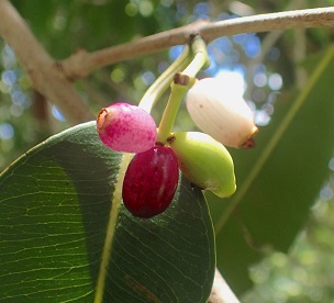 Credit: Green Deane Jambul, species Syzygiym cumini, ripens from white to dark purple