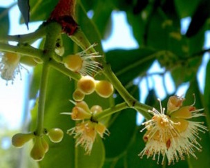 Credit: Green Deane Jambul blossom in July