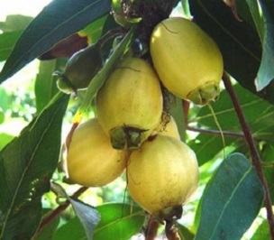 Credit: Green Deane Jambul, species Syzygium jambos