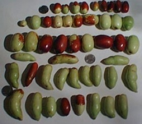 Credit: © Green Deane Jujube fruit varies in shape