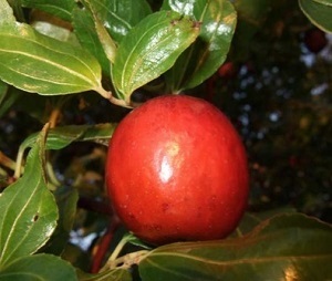 Credit: © Green Deane Jujube tree fruit