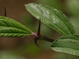 spine on Indian jujube