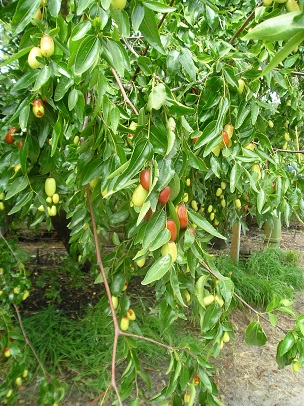 Credit: Just Fruits and Exotics Nursery 'Tigertooth'