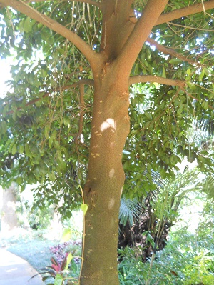 Kwai Muk (Artocarpus hypargyraeus)