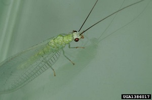 Green lacewing (Chrysoperla rufilabris) adult