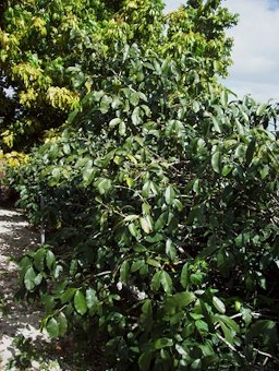 Growth habit