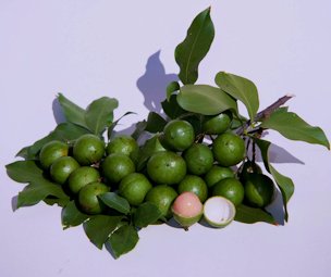 Credit: Fairchild Tropical Botanic Garden Spanish limes