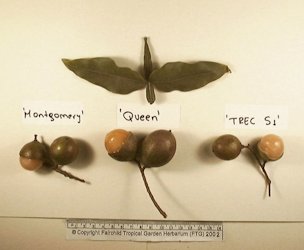 Credit: Fairchild Tropical Botanic Garden Spanish lime cultivars