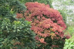 Dimocarpus longan with fresh pinkish leaves