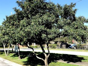 Credit: Green Deane, Eat the Weeds and other things, too Loquats are starting to ripen