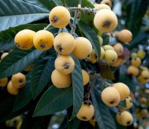 Credit: Green Dean, Eat the Weeds and other too Loquat season can be six to eight weeks long