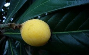 Credit: Green Dean, Eat the Weeds and other things, tooe The fruit ripens from tart to very sweet