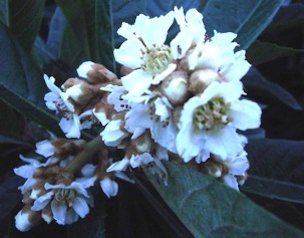 Credit: Green Deane, Eat the Weeds and other things, too Loquats can bloom in the fall or early winter