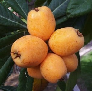 Credit: Green Deane, Eat the Weeds and other things, too Loquats are ripe from when they are light yellow to deep golden.