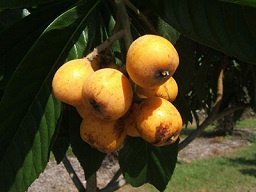 Credit: UF/IFAS Gardening Solutions loquat fruit