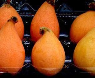 Credit: Ken Love, © 2007, University of Hawai‘i Loquats