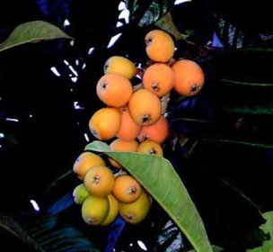 Credit: Ken Love, © 2007, University of Hawai‘i A “wild” type of loquat