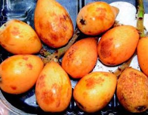 Credit: Ken Love, © 2007, University of Hawai‘i Bruised and sunburned fruit can be used in value added products such as jam