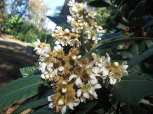 Credit: © Just Fruits and Exotics Loquat inflorescense
