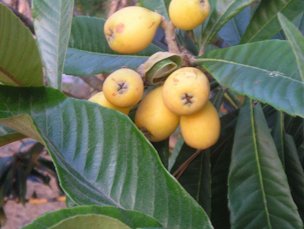 Credit: © Just Fruits and Exotics Loquat fruit 'Christmas'