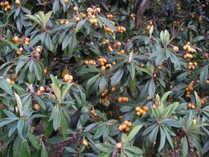 Credit: © Just Fruits and Exotics Loquats are self-pollinating