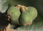 Ripening fruits of loquat (Eriobotrya japonica). Balcalı - Adana, Turkey
