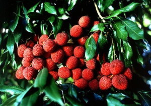 Credit: Barry Fitzgerald, USDA Agricultural Research Service Lychees, Litchi chinensis
