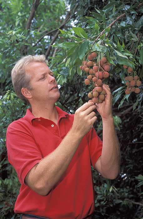 Credit: Peggy Greb, USDA Agricultural Research Service Entomologist Peter Follett inspects a panicle of ripening lychee fruit for insect damage.