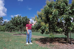Horticulturist Tracie Matsumoto observes a flowering longan tree.