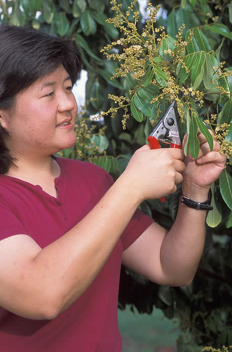Credit: Peggy Greb, USDA Agricultural Research Service Horticulturist Tracie Matsumoto collects a sample from a longan tree to isolate the genes involved in flowering.