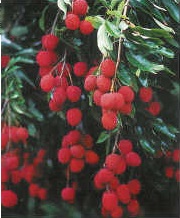 Credit: Fairchild Tropical Botanic Garden Virtual Herbarium Database Lychees glow against dark green leaves