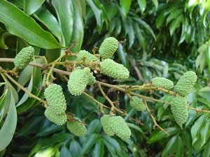 Credit: Bill Mee and Krystal Folino Mauritius Fruits almost one month from maturity