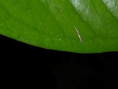 Syzygium malaccense (L.) Merr. & L.M. Perry, Vascular Plants of the Osa Peninsula, Costa Rica