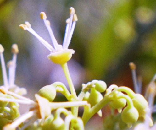 Credit: Bill Mee & Krystal Folino Male 'No Mai Tze' Flowers with Ripe Pollen and Unopened Females.
